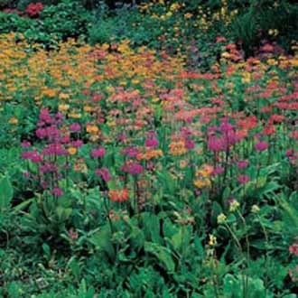 PRIMULA Candelabra Woodside Mixed