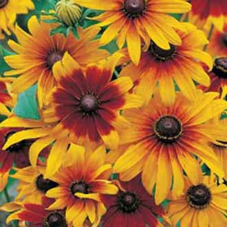 RUDBECKIA Gloriosa Daisies