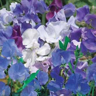 SWEET PEA Best of The Blues