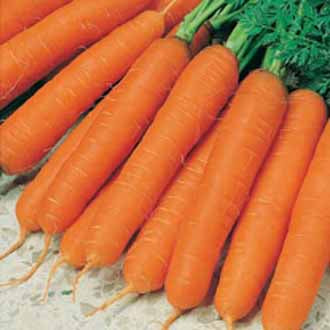 CARROT Jitka F1