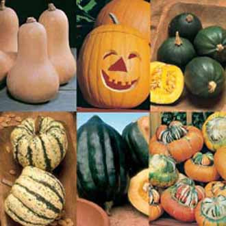 PUMPKIN & WINTER SQUASH COLLECTION