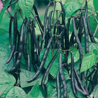 DWARF FRENCH BEAN Purple Teepee