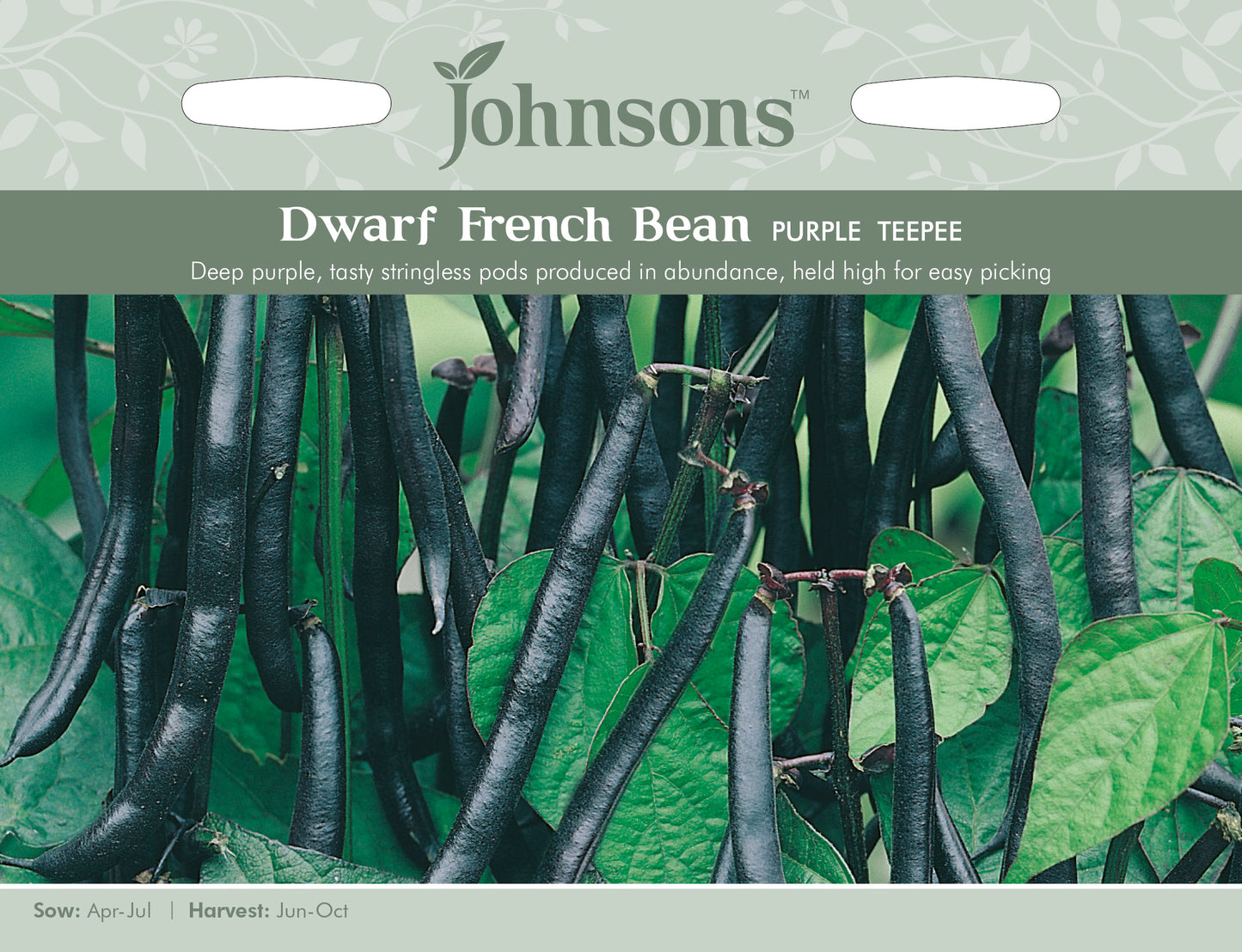 DWARF FRENCH BEAN Purple Teepee