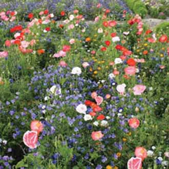 MIXED ANNUALS Carrie Ann