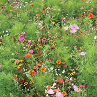 MIXED ANNUALS Mary Lou