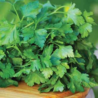 PARSLEY Laura