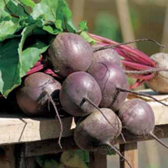 BEETROOT Red Titan F1