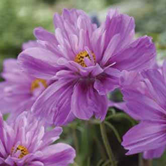 COSMOS Fizzy Pink