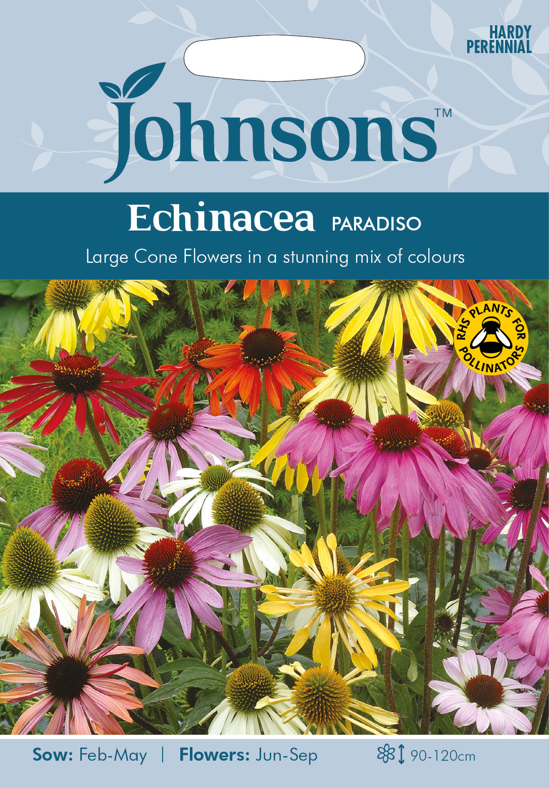 ECHINACEA Paradiso