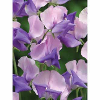 SWEET PEA Erewhon