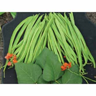 RUNNER BEAN Windsor (Stringless)