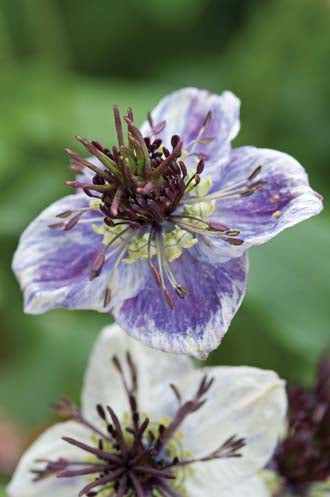 NIGELLA Delft Blue