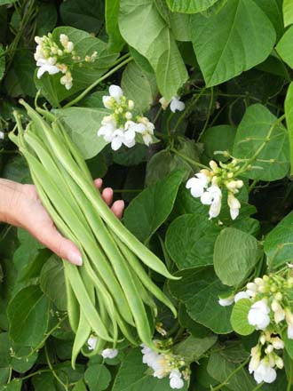 RUNNER BEAN Moonlight