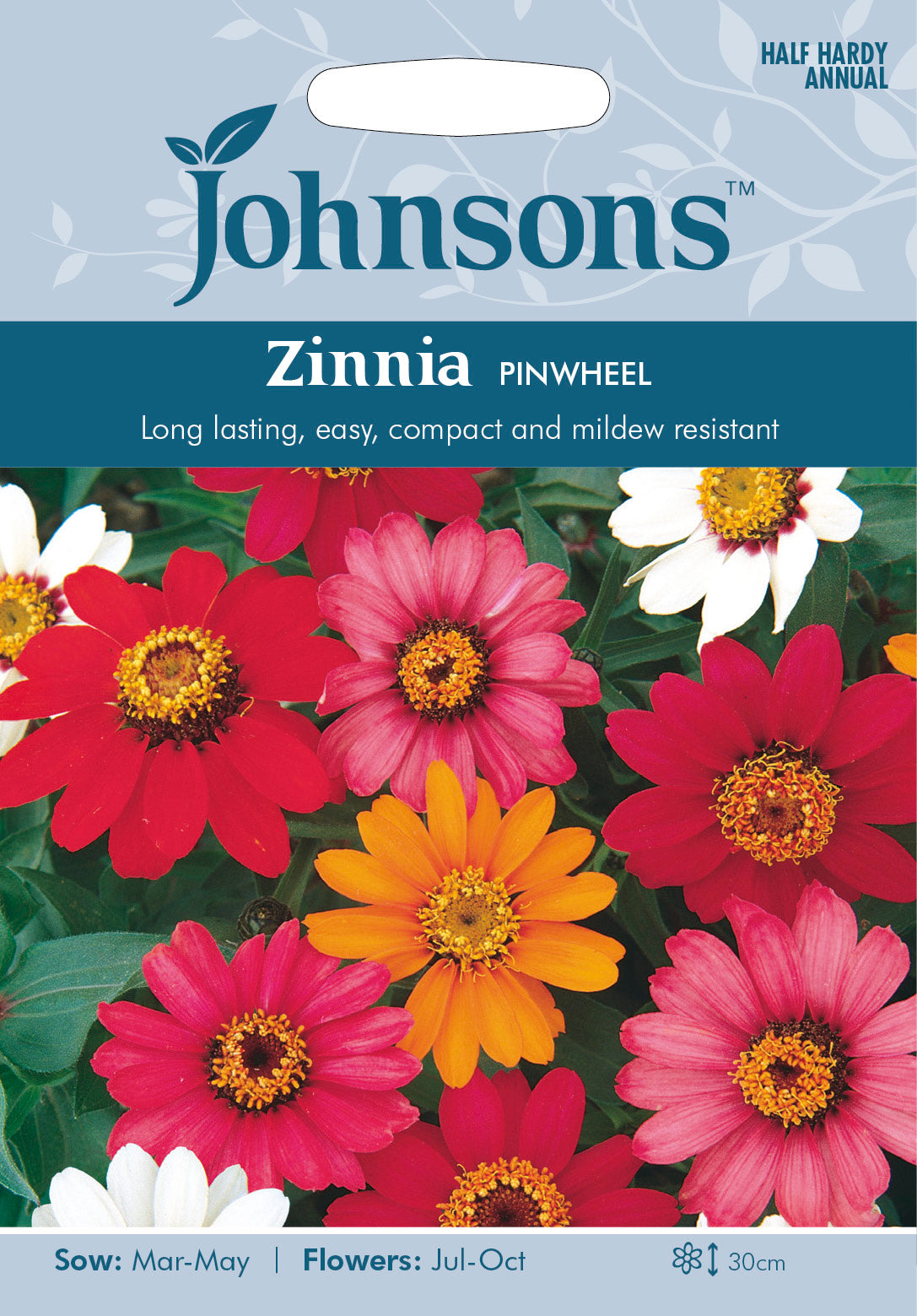 ZINNIA Pinwheel