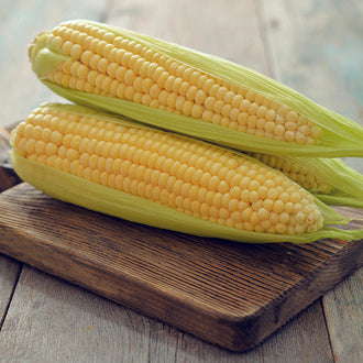 Organic SWEET CORN Golden Bantam