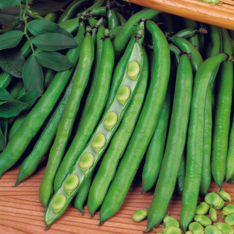 BROAD BEAN Masterpiece Green Longpod