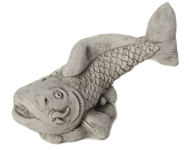 Koi Carp - Stone