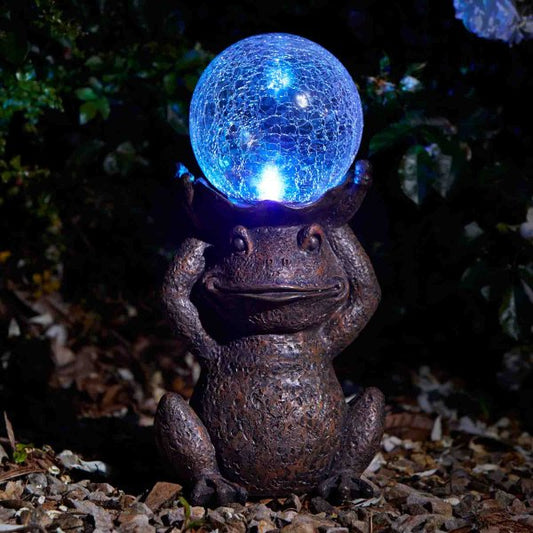 Solar Gazing Frog