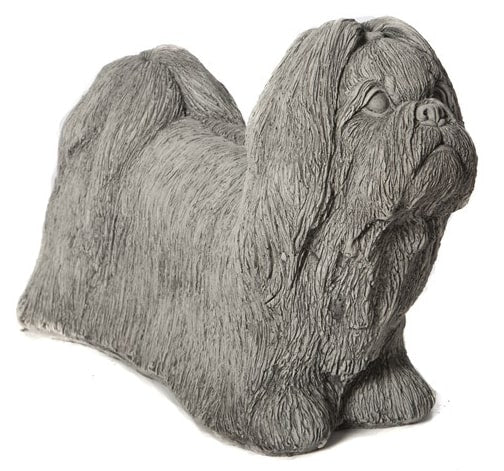 Shih-Tzu - Stone