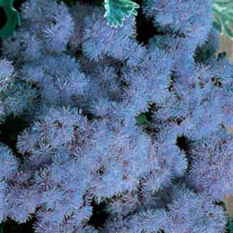 AGERATUM Blue Mink