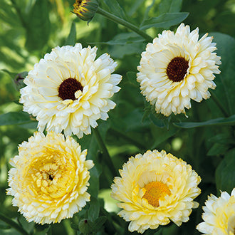 CALENDULA Snow Princess