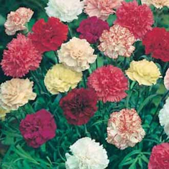 CARNATION Giant Chabaud Double Mixed