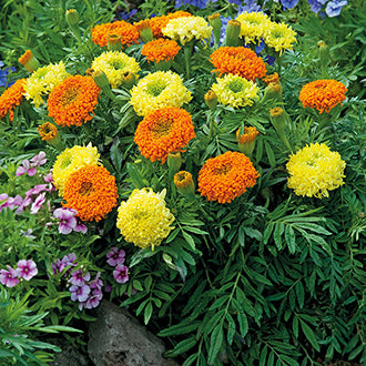 MARIGOLD (African) Spinning Wheels