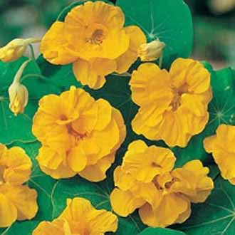 NASTURTIUM Golden Jewel