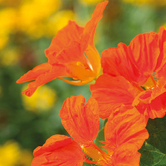 NASTURTIUM Whirlybird Tangerine