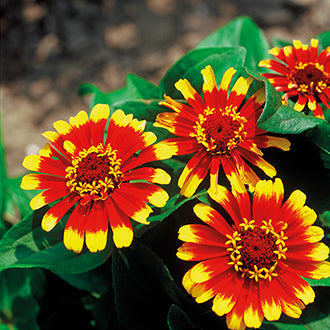 ZINNIA Sombrero