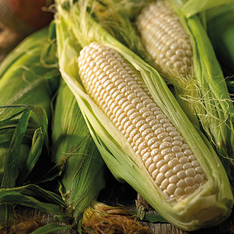 SWEET CORN Amaize F1