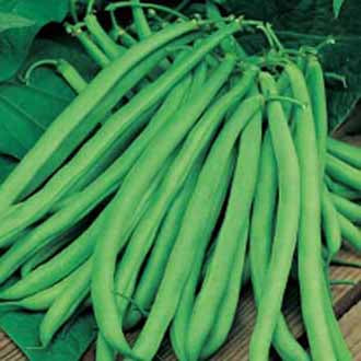 CLIMBING FRENCH BEAN Blue Lake