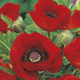 POPPY Oriental Brilliant