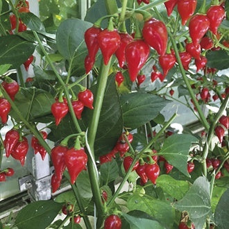 PEPPER (Hot) Biquino Red