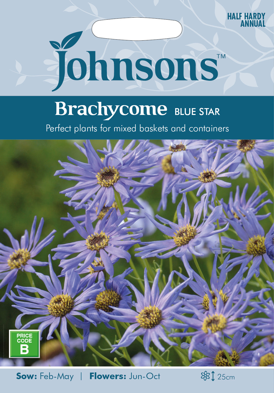 BRACHYCOME Blue Star