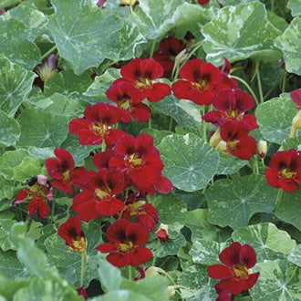 NASTURTIUM Red Troika