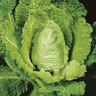 Organic CABBAGE Savoy Bloemendaalse Gele