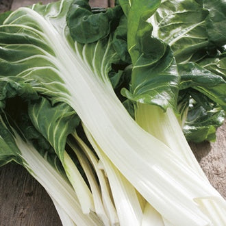 Organic CHARD Verde a Costa Argentata