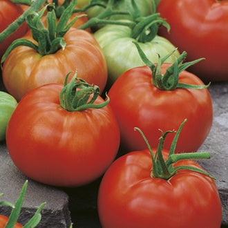 Organic TOMATO Ace 55 VF