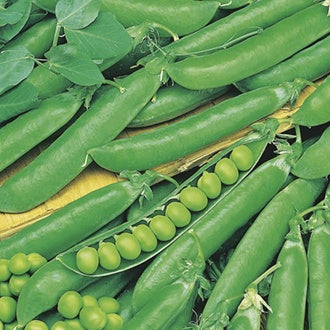 Organic PEA Rondo