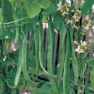 Organic RUNNER BEAN White Emergo