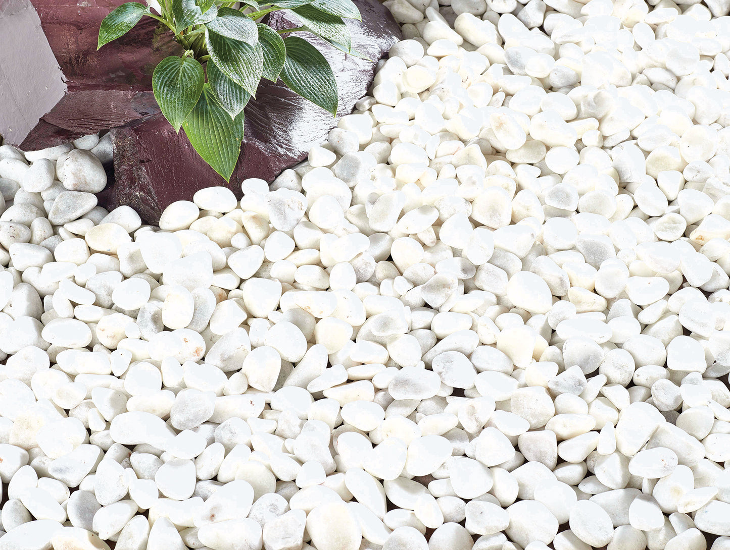 Coral White Pebbles Large Pack
