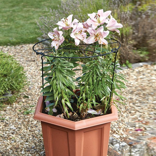 Gro Ring 50Cm With 75Cm Legs