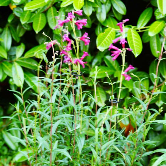 Gro Stems 75Cm 3Pk