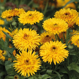 CALENDULA Calexis Yellow