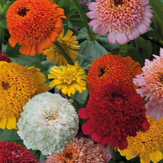 ZINNIA Cresto Mixed