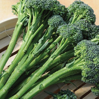 BROCCOLI (Tenderstem) Inspiration F1