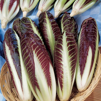 RADICCHIO Rossa di Treviso precoce