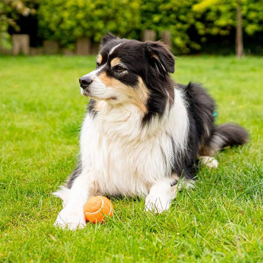 Squeaky Pooch 5Cm Mini Tennis Balls 4-Pk