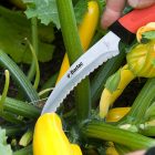 Harvest Asparagus Knife DP951